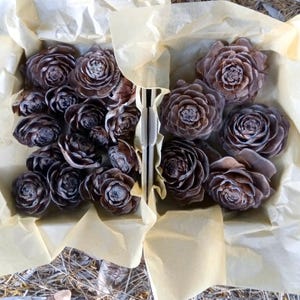 Könnte beinhalten: Eine Ansammlung brauner Tannenzapfen, die Rosen ähneln, in einer rechteckigen Box mit beigefarbenem Papier angeordnet. Die Zapfen sind unterschiedlich groß und dicht beieinander, was einen natürlichen, rustikalen Eindruck erzeugt. Die Box ist offen.