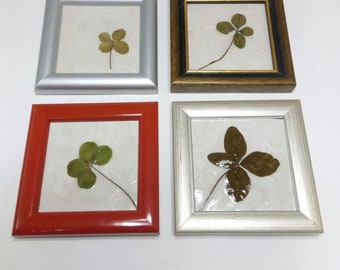 Soul mate gift Real clover botanical wall decor St. Patricks irish lucky charm fortune gift for her gift for him genuine shamrock amulet