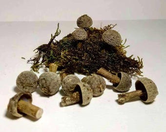 10/30/50 pcs Acorn decor Mushroom Natural ornaments home decor craft supply
