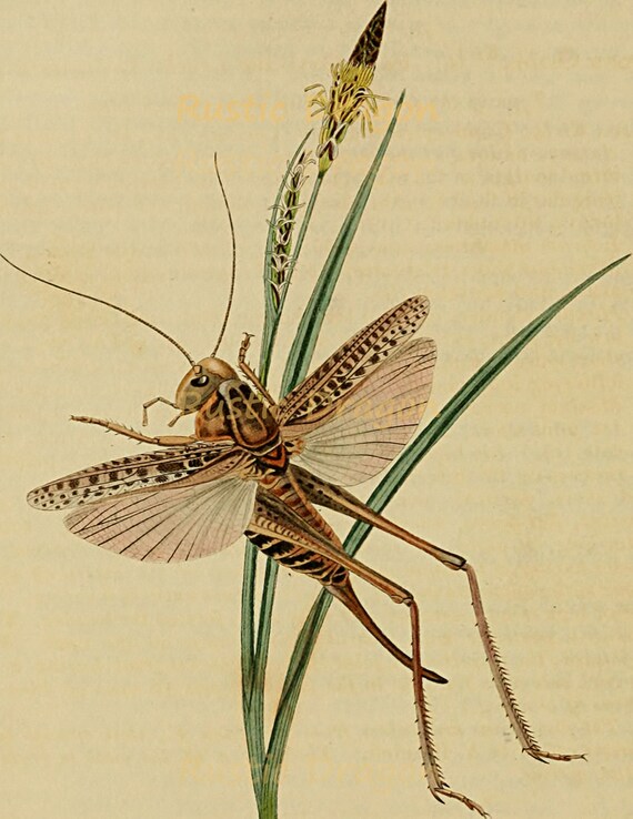 Konik Polny Drukuj 8 1 2 X 11 Natura Owad Cyfrowy Do Pobrania Etsy