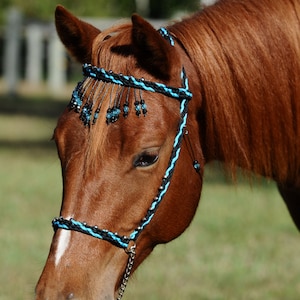 Stunning Hand Braided Miniature Show Halter BLACK / TURQUOISE  **NEW**