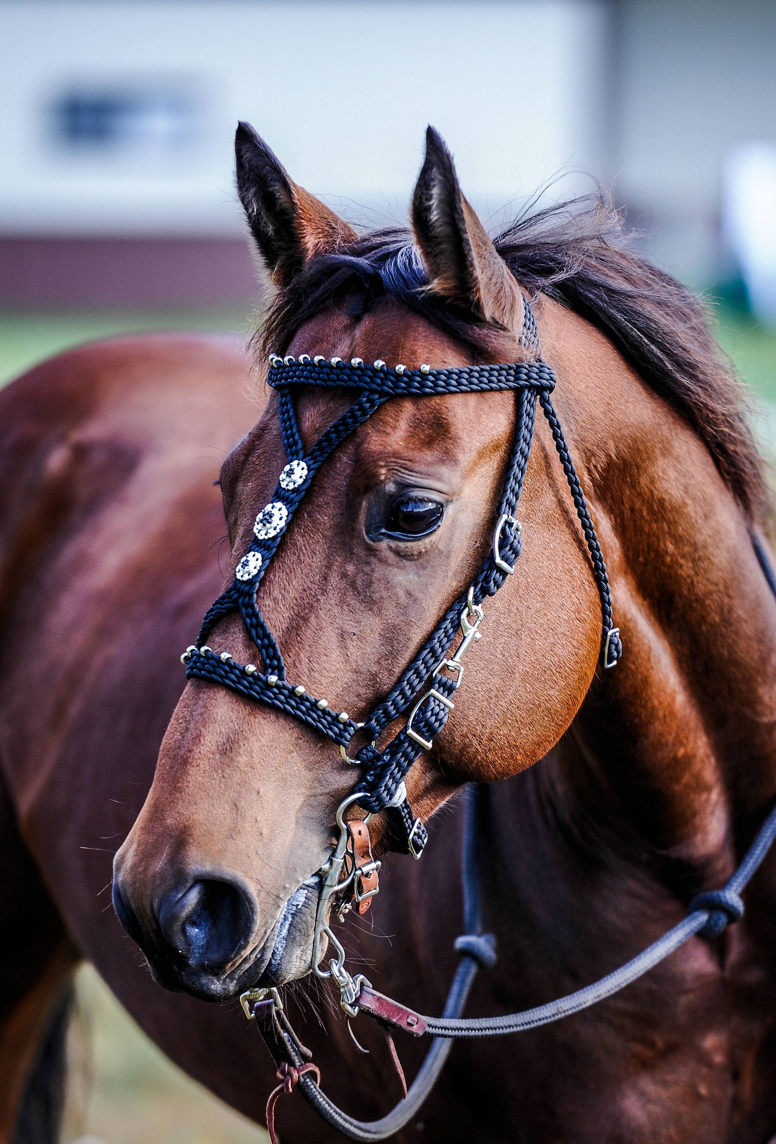 Stunning Hand Braided HalterBridle Combo with BLING Conchos Etsy