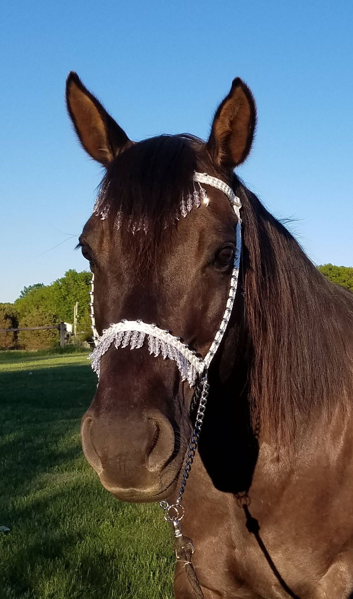 Licol De Présentation Tressé Main Pour Mini Cheval – Noir Et Rose