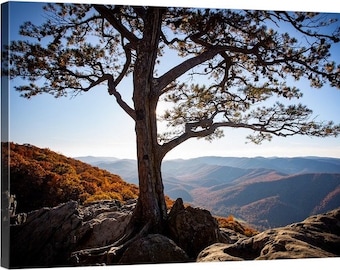 Ravens Roost Overlook Virginia Tree Photo Print Canvas Wall Art Blue Ridge Parkway Mountains