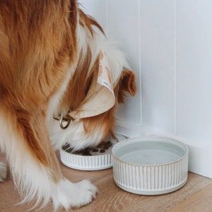 May include: A brown and white dog with a bandana is eating from a white ceramic bowl with a raised rim. A second white ceramic bowl with a raised rim is next to the first bowl. The bowls are on a wooden floor.