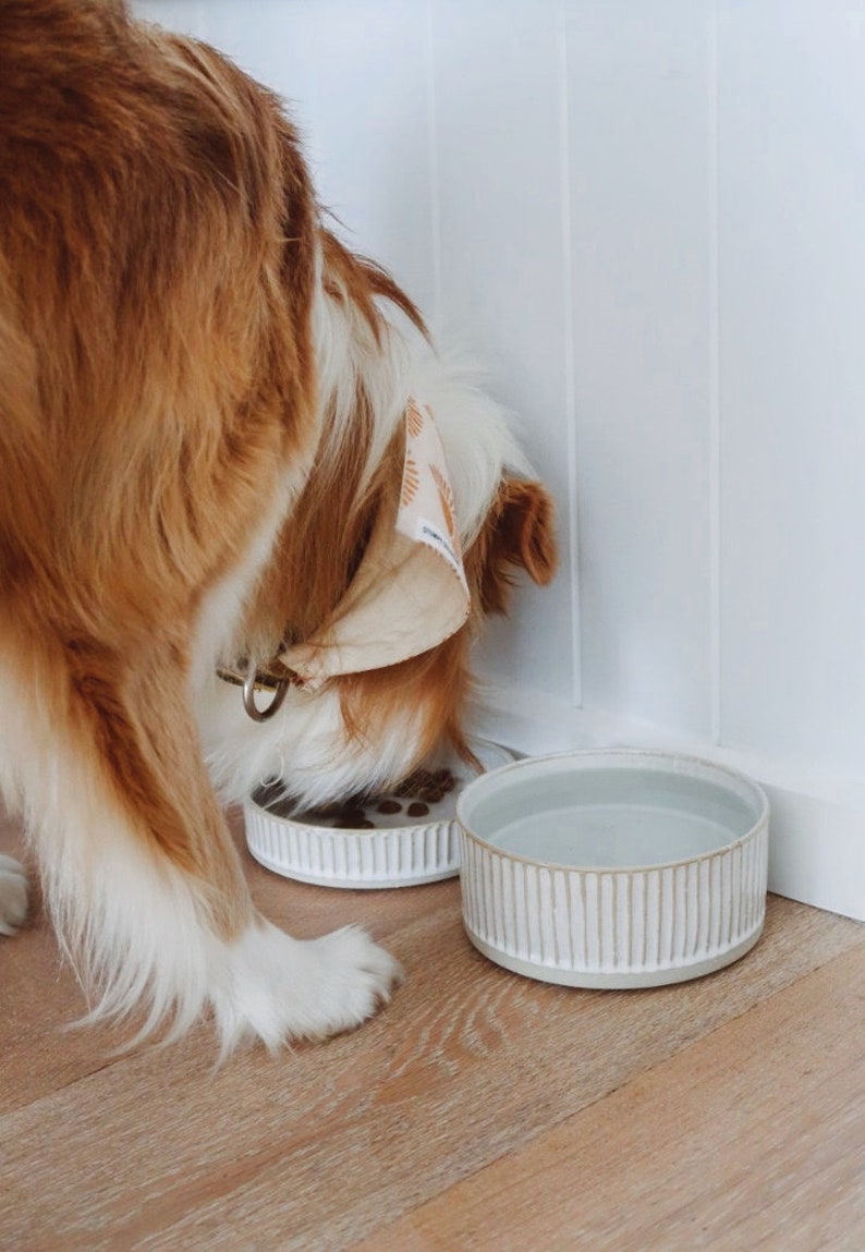 May include: A brown and white dog with a bandana is eating from a white ceramic bowl with a raised rim. A second white ceramic bowl with a raised rim is next to the first bowl. The bowls are on a wooden floor.