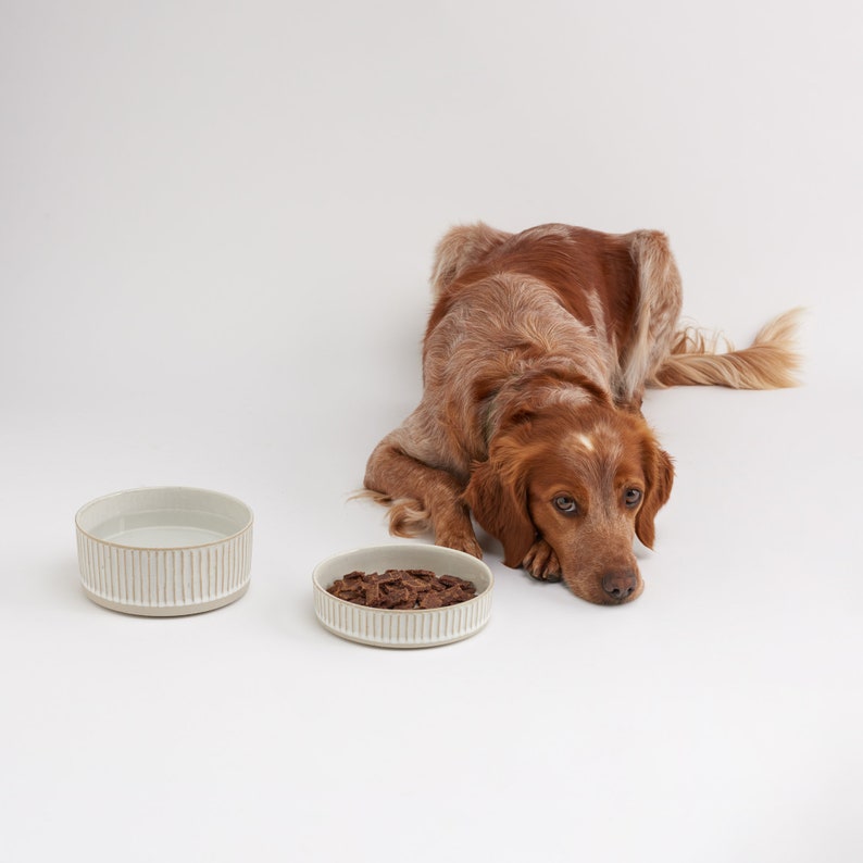 May include: A brown and white dog lays its head down next to a white ceramic bowl filled with brown dog food. A second empty white ceramic bowl is to the left of the dog.