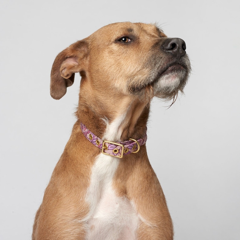Pu&ograve; includere: Un cane marrone e bianco con un collare a fantasia floreale rosa e viola. Il cane sta guardando in alto e a destra.