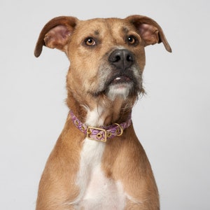 Pu&ograve; includere: Un cane marrone e bianco con un collare a fantasia floreale viola e oro che guarda in alto.