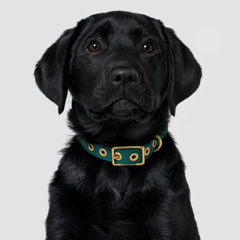 Puede incluir: Un cachorro de Labrador Retriever negro con un collar de cuero verde azulado con herrajes dorados.