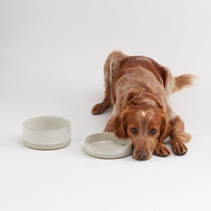 K&ouml;nnte beinhalten: Zwei wei&szlig;e Keramik-Hunden&auml;pfe mit gesprenkeltem Finish. Ein brauner und wei&szlig;er Hund liegt neben den N&auml;pfen und schaut in die Kamera.