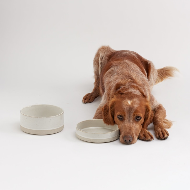 K&ouml;nnte beinhalten: Zwei wei&szlig;e Keramik-Hunden&auml;pfe mit gesprenkeltem Finish. Ein brauner und wei&szlig;er Hund liegt neben den N&auml;pfen und schaut in die Kamera.