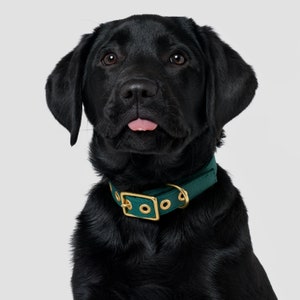 Puede incluir: Un cachorro de Labrador Retriever negro con un collar verde con herrajes dorados. El cachorro est&aacute; mirando a la c&aacute;mara y tiene la lengua fuera.