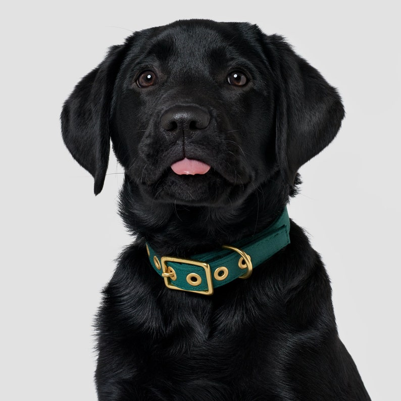 Puede incluir: Un cachorro de Labrador Retriever negro con un collar verde con herrajes dorados. El cachorro est&aacute; mirando a la c&aacute;mara y tiene la lengua fuera.