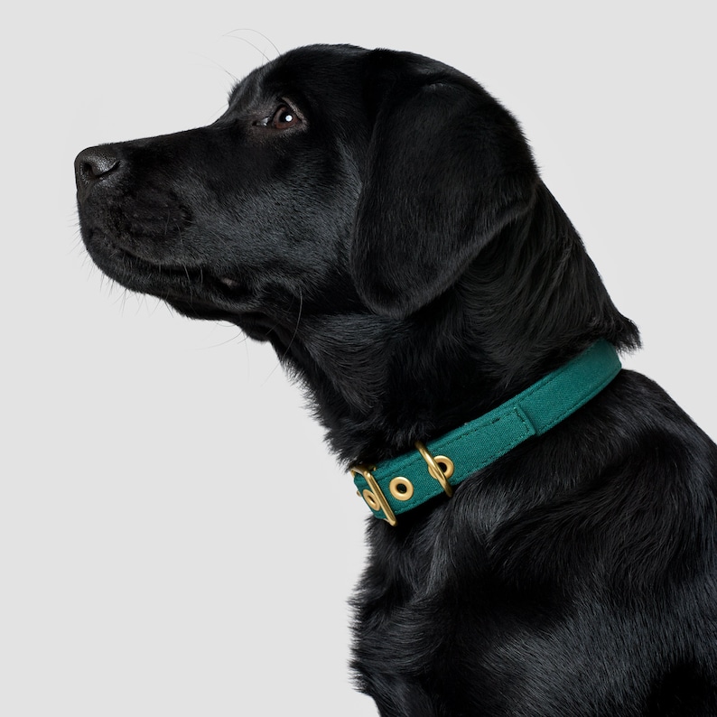 Puede incluir: Un cachorro Labrador Retriever negro con un collar verde azulado con herrajes dorados.