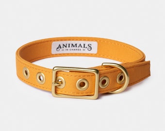 Harvest Yellow + Brass Recycled Materials Dog Collar // Buckle Collar // Eco Dog Collar - Vegan Dog Collar