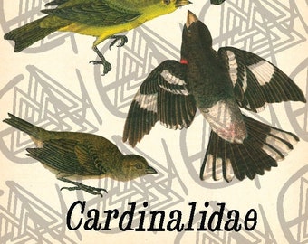 Cardinalidae Image