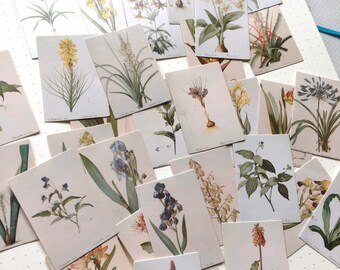 Mini Botanical Collage Paper Set/ Vintage style Cards/ Floral Junk Journal Planner Paper/ Ephemera Papers/ Scrapbooking cut outs