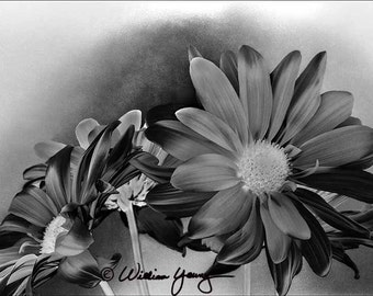 Daisies in Black and White (5583), Fine Art Photography, Black and White, Floral Photography, Floral Print, Flower Photography, Flower Print