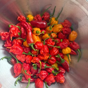 Pu&ograve; includere: Una grande ciotola in acciaio inossidabile riempita con una variet&agrave; di peperoncini freschi. I peperoncini sono di tonalit&agrave; rosso brillante, arancione e giallo, caratterizzati da forme allungate e lisce e da texture rugose, arrotondate e bitorzolute con piccioli verdi.