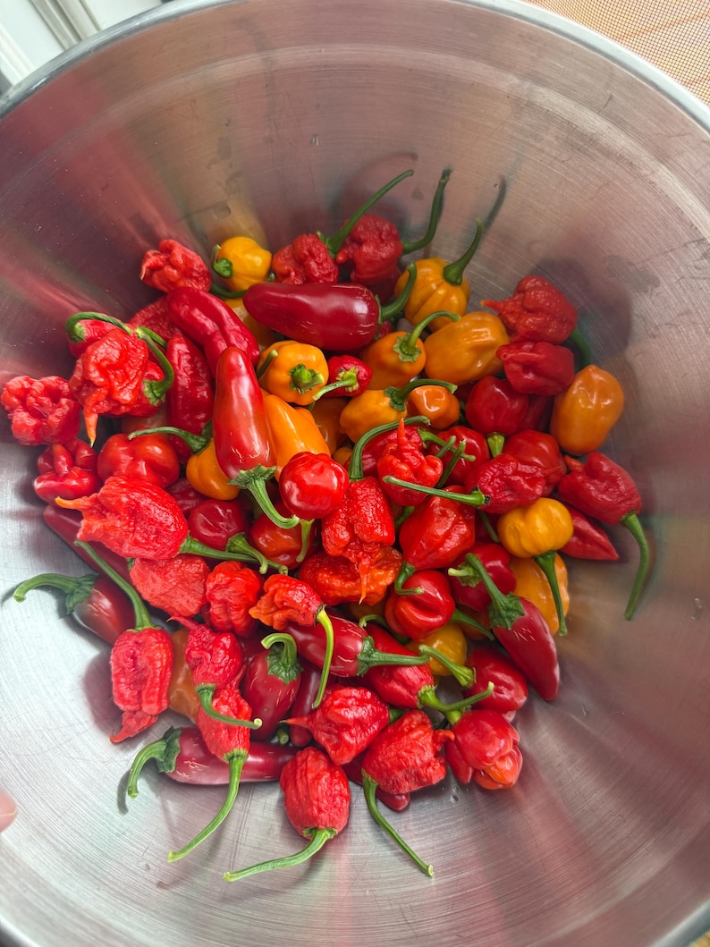 Pu&ograve; includere: Una grande ciotola in acciaio inossidabile riempita con una variet&agrave; di peperoncini freschi. I peperoncini sono di tonalit&agrave; rosso brillante, arancione e giallo, caratterizzati da forme allungate e lisce e da texture rugose, arrotondate e bitorzolute con piccioli verdi.