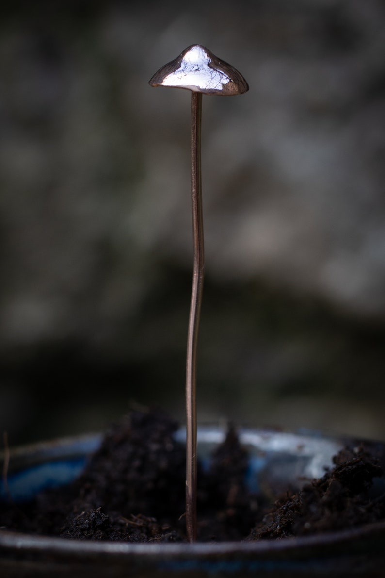 Copper Mushrooms x1 image 3