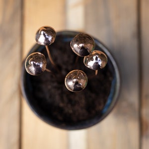 Copper Mushrooms x1 image 8