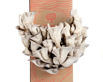 Florida Oyster Mushroom Grow Kit