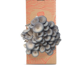 Blue Oyster Mushroom Grow Kit