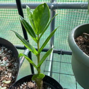 ZZ Plant Zamioculcas