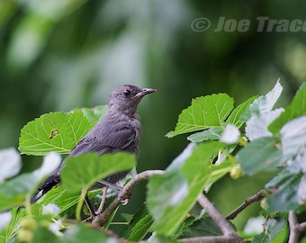 Gray Catbird, Bird Photography, Nature, Wildlife Photography, Bird Picture, Fine Art  Photography