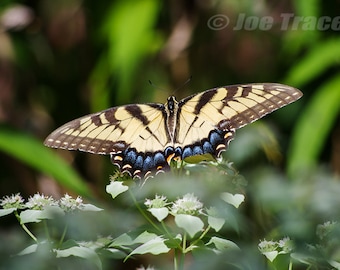 Eastern Tiger Swallowtail Butterfly, Butterflies, Nature Photography, Butterfly Picture, Wall Art, Fine Art Photography, Butterfly Photo
