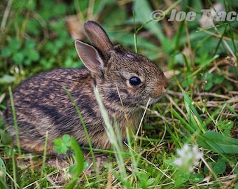 Baby Eastern Cottontail Rabbit, Art, Photography, Wall Art, Nature, Animals, Wildlife, Bunny