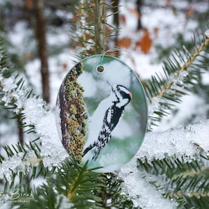 Downy Woodpecker Photo Glass Oval Suncatcher w/ Gift Box