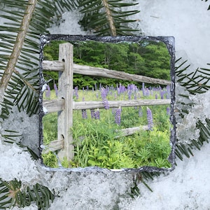 Lupines Behind the Fence 3.5&quot; Square Slate Coaster