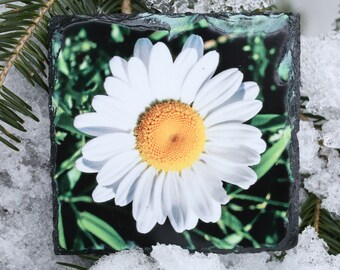 Daisy 8,5 cm fyrkantig skifferunderlägg