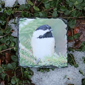 Black-Capped Chickadee 3.5&quot; Square Slate Coaster