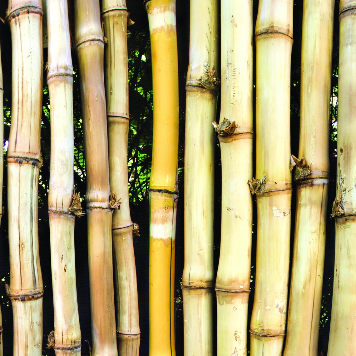 bamboo in paper