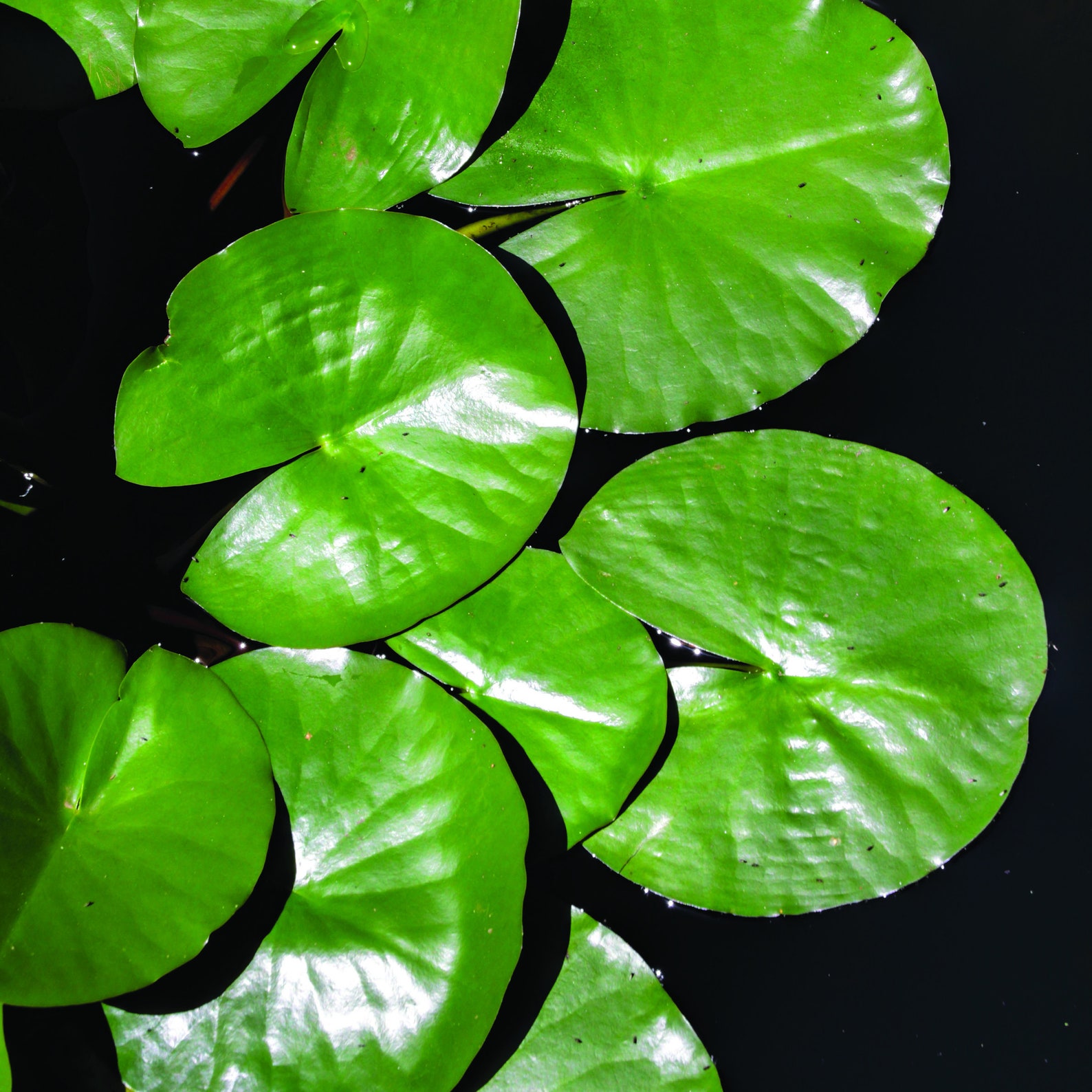 Premium Digital Paper Set Lily Pads Digital Paper Scrapbook Etsy