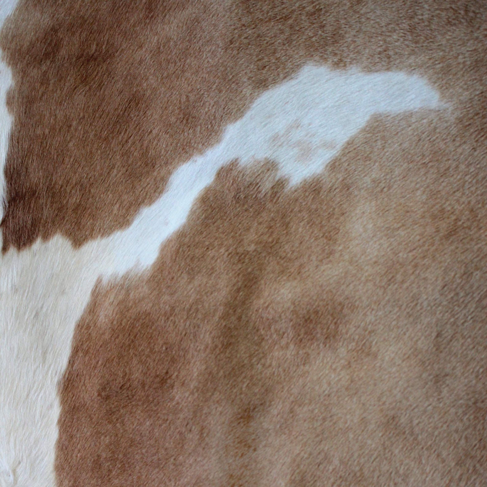 Ayrshire Cowhide Premium Digital Paper Printable Scrapbook Etsy