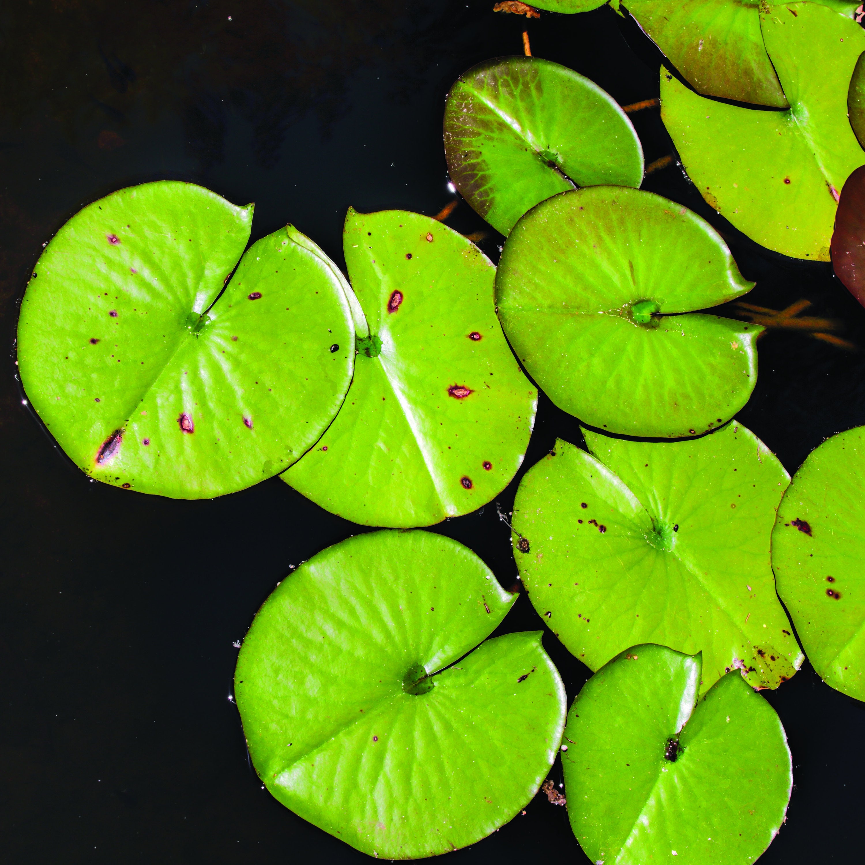 Premium Digital Paper Set Lily Pads Digital Paper Scrapbook Etsy