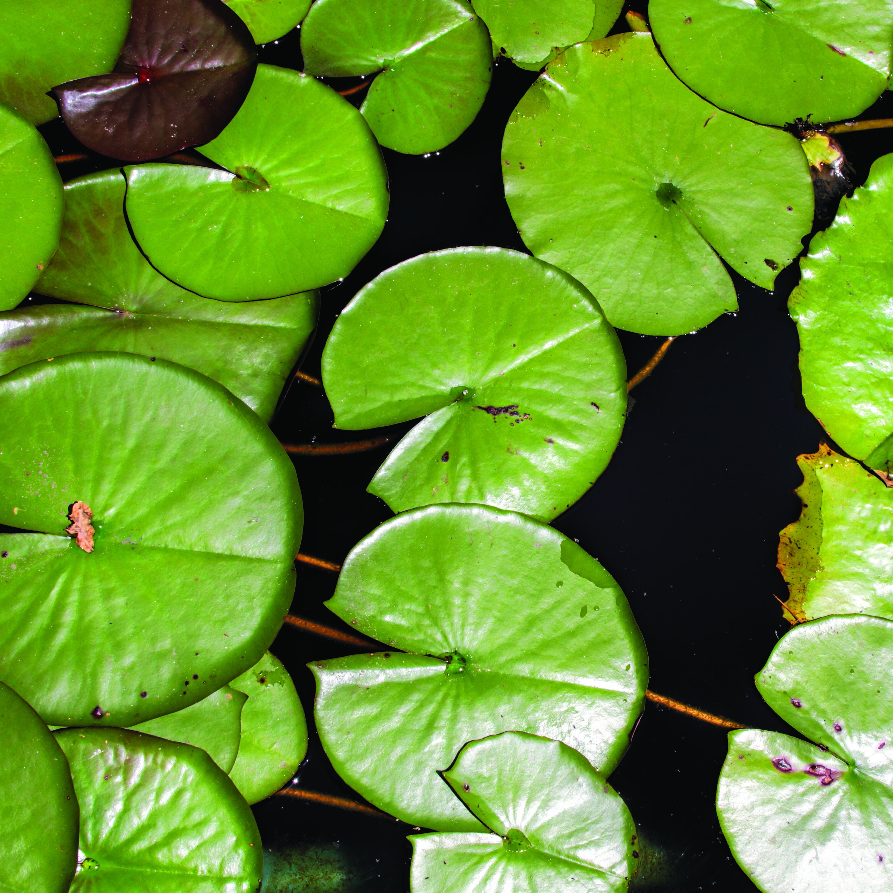 Premium Digital Paper Set Lily Pads Digital Paper Scrapbook Etsy