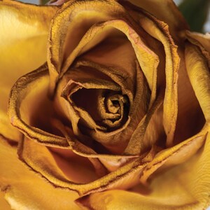 Golden Roses Premium Digital Paper Printable Scrapbook Paper - Etsy