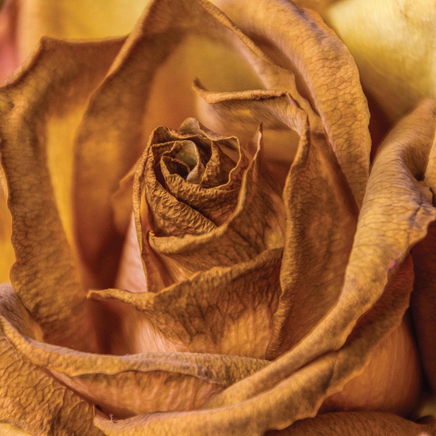 Golden Roses Premium Digital Paper Printable Scrapbook Paper - Etsy