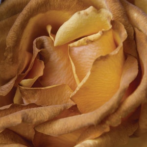 Golden Roses Premium Digital Paper Printable Scrapbook Paper - Etsy