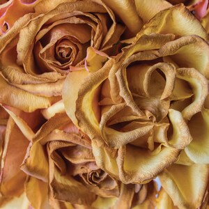 Golden Roses Premium Digital Paper Printable Scrapbook Paper - Etsy