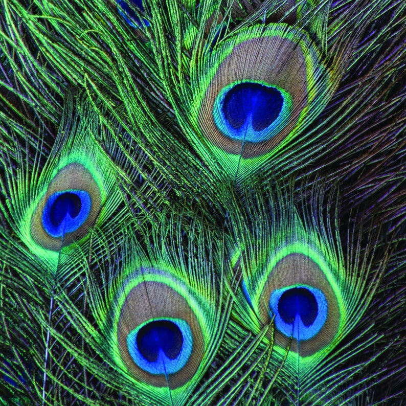 Essay on peacock in 100 words image