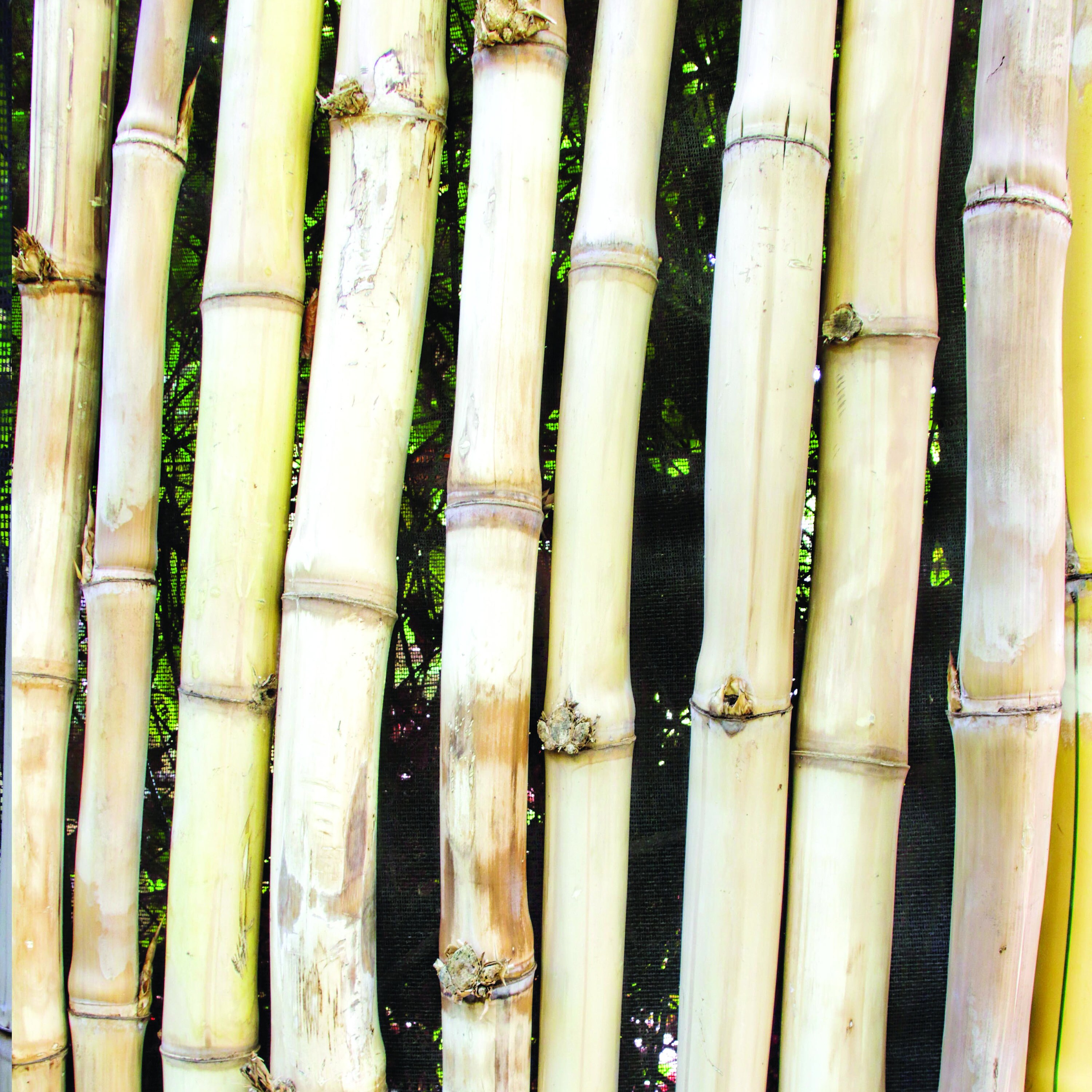 Bamboo Premium Digital Paper Printable Scrapbook Paper Set Etsy