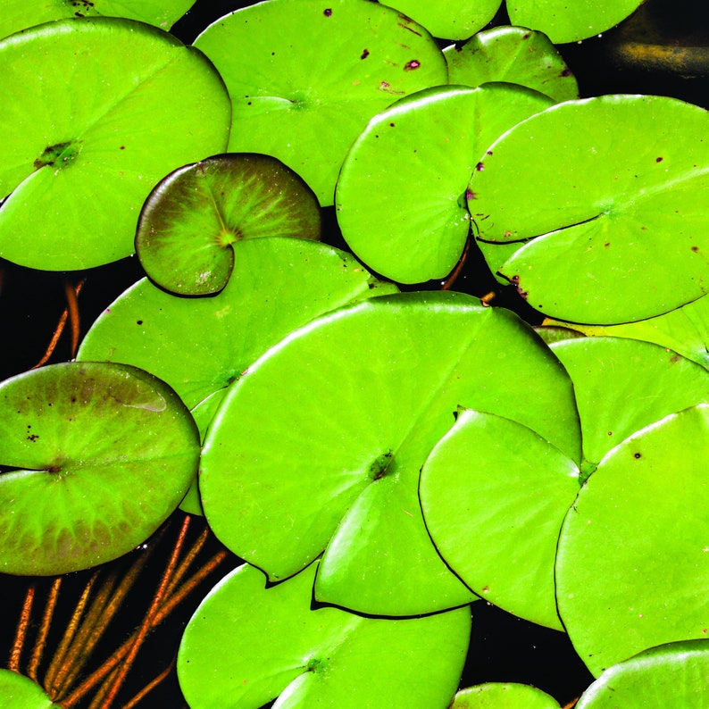 Premium Digital Paper Set Lily Pads Digital Paper Scrapbook Etsy