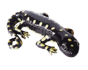 California Tiger Salamander Ceramic Sculpture - Hand Built